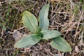 Ophrys_fuciflora_subsp_holubyana_09